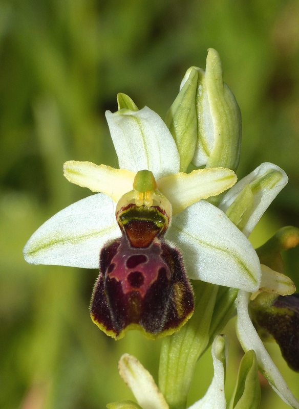 Ophrys montis-leonis sulla costa tirrenica laziale e sugli Aurunci  marzo 2024